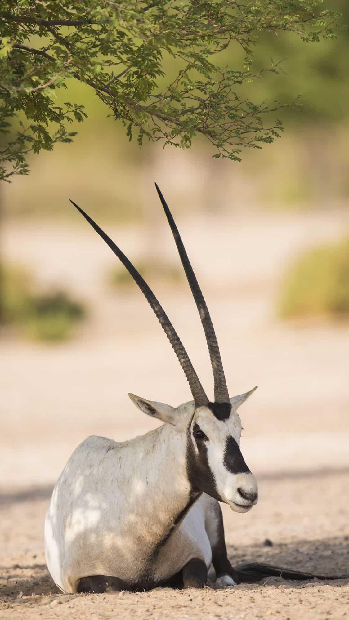 7 animal species which returned from the verge of extinction 
