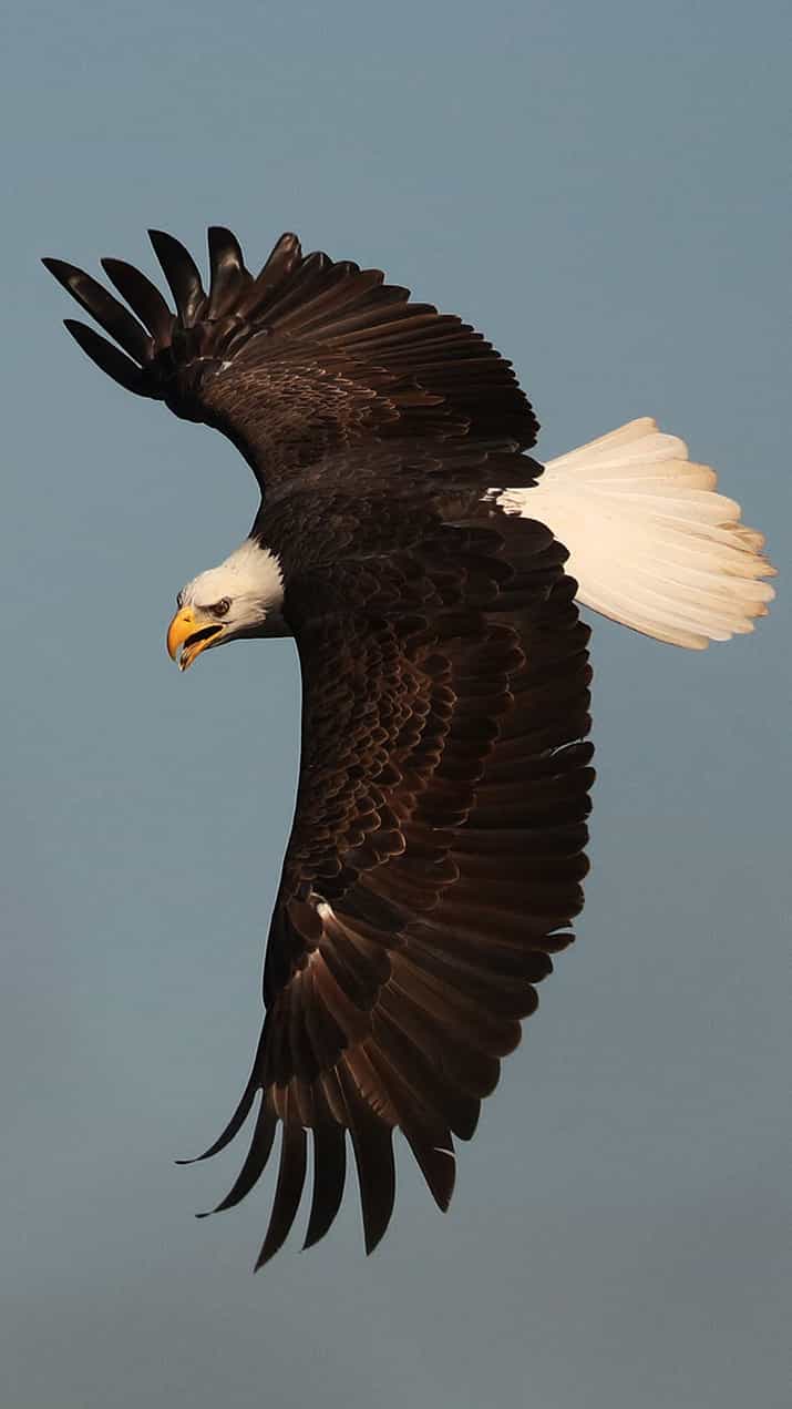 7 fastest birds in the world
