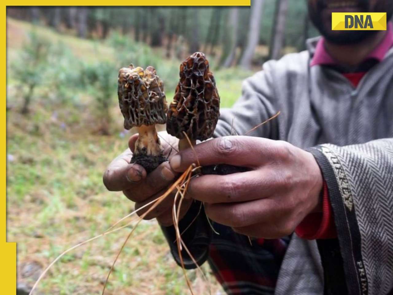 This is India’s most expensive mushroom, priced at Rs 40000 per kg; know what makes it so special?