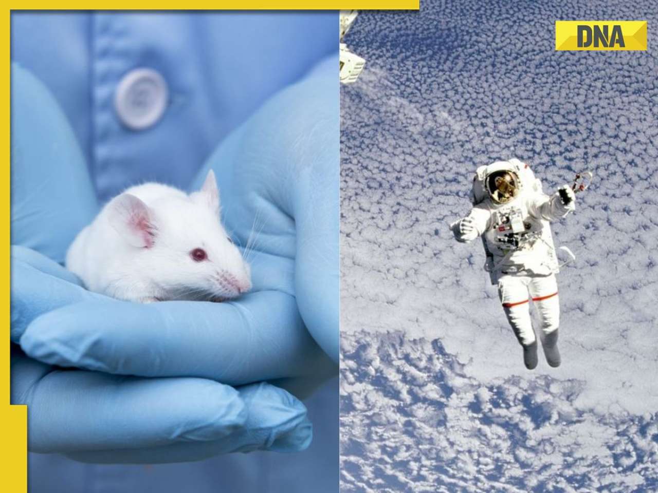 Astronauts at risk? NASA sends mice to space, know what scary thing happened to its bones